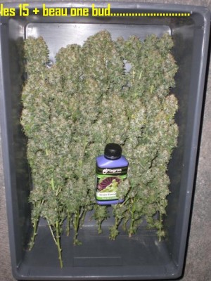 buds-hash-plant
